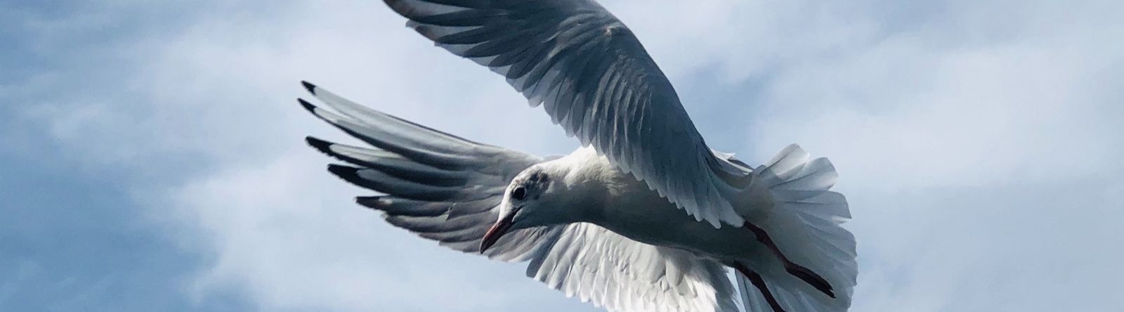 dove